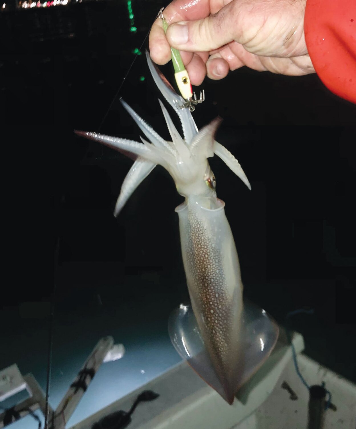 SQUID WITH JIG:  Squid jig with a Newport area squid caught by Greg Vespe and Phil Duckett, Jr. last Friday night.